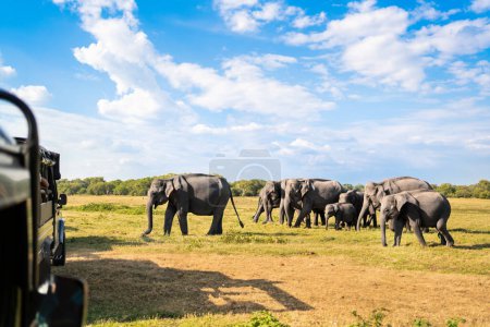 Téléchargez les photos : Safari avec éléphants. Sri Lanka, parc national. 4x4 tourisme automobile. Promenade dans la nature et visite de la faune pour les touristes. Observation des animaux depuis la voiture à Kaudulla. Voyage à Srilanka. Mammifères asiatiques. - en image libre de droit