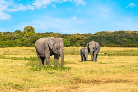 Téléchargez les photos : Famille des éléphants au Sri Lanka. Bébé, mère et père. Beaux animaux asiatiques mangeant de l'herbe. Tourisme animalier et safari dans le parc national de Kaudulla. Jungle forêt et ciel bleu en arrière-plan. - en image libre de droit