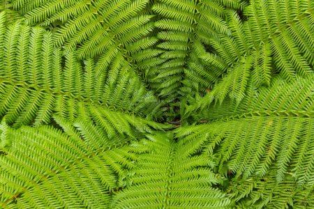 Foto de Imagen de un helecho con hojas verde festoneado - Imagen libre de derechos