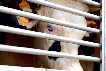 Téléchargez les photos : Triste vache dans le camion, en route vers l'abattoir - en image libre de droit