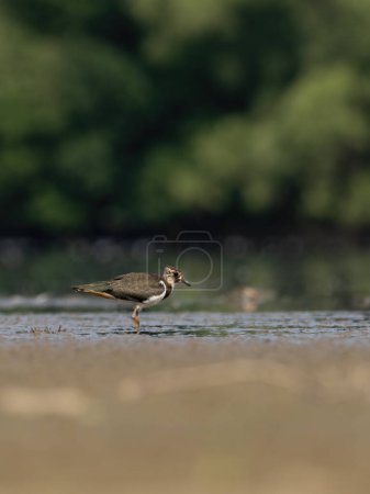 Photo for Beautiful nature scene with Northern lapwing (Vanellus vanellus). Wildlife shot of Northern lapwing (Vanellus vanellus). Northern lapwing (Vanellus vanellus) in the nature habitat. - Royalty Free Image