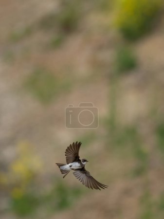 Foto de Beautiful nature scene with flying bird Sand martin (Riparia riparia). Wildlife shot of flying Sand martin (Riparia riparia). - Imagen libre de derechos