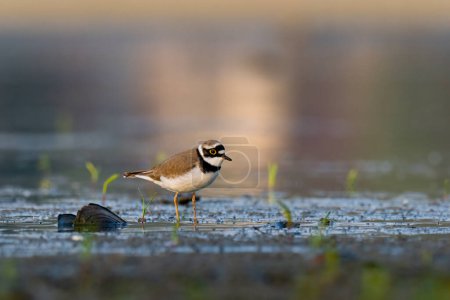 Photo for Beautiful nature scene with Little ringed plover (Charadrius dubius). Little ringed plover (Charadrius dubius) in the nature habitat. - Royalty Free Image