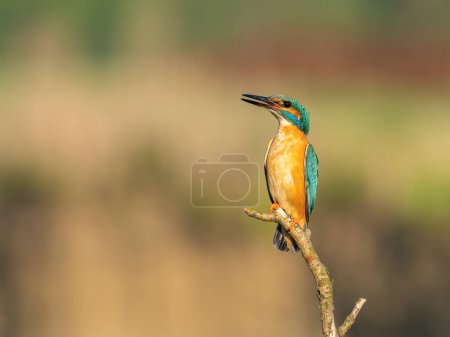 Photo for Beautiful nature scene with Common kingfisher (Alcedo atthis). Wildlife shot of Common kingfisher (Alcedo atthis) on the branch. Common kingfisher (Alcedo atthis) in the nature habitat. - Royalty Free Image