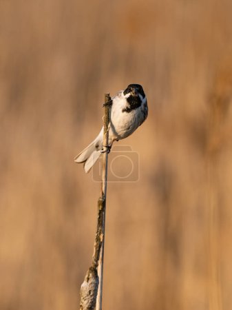 Photo for Beautiful nature scene with Common Reed Bunting (Emberiza schoeniclus). Common Reed Bunting (Emberiza schoeniclus) in the nature habitat. - Royalty Free Image