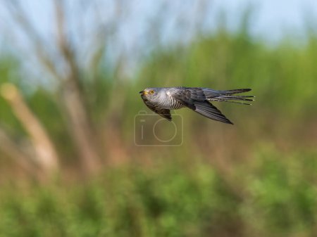 Photo for Beautiful nature scene with Common cuckoo (Cuculus canorus). Wildlife shot of Common cuckoo (Cuculus canorus). Common cuckoo (Cuculus canorus) in the nature habitat. - Royalty Free Image