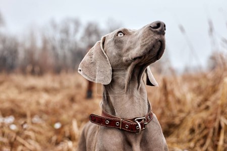 Téléchargez les photos : Beautiful gray Weimaraner in autumn countryside forest. Hunting dog on hunt. Gray dog. Hunting dog breed. outdoor portrait. animals, hunting, dogs, active lifestyle concept - en image libre de droit