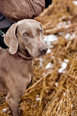 Photo for Beautiful gray Weimaraner in autumn forest. Hunting dog on hunt. Gray dog. Hunting dog breed. outdoor portrait. animals, hunting, dogs, active lifestyle concept - Royalty Free Image