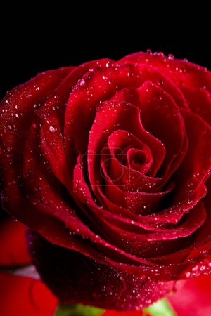 Foto de Floral background, flower of fresh wet rose with water drops, close up, macro. single one red rose, copy space. flora concept - Imagen libre de derechos