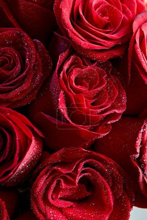 Foto de Natural red rose flowers and water drops on petals close-up. Macrophotography. selected sharpness. blossom, flowers, flora concept - Imagen libre de derechos