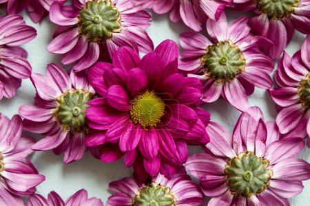 Foto de Set of Different Pink Flowers Heads Isolated, Flat Lay, Close-up, Top View. Pink Purple Blooming Flowers. Aroma, Flora, Herbal Concept - Imagen libre de derechos