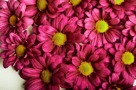 Téléchargez les photos : Set of Pink Flowers Heads Isolated, Flat Lay, Close-up, Top View. Pink Purple Blooming Flowers. Aroma, Flora, Herbal Concept - en image libre de droit