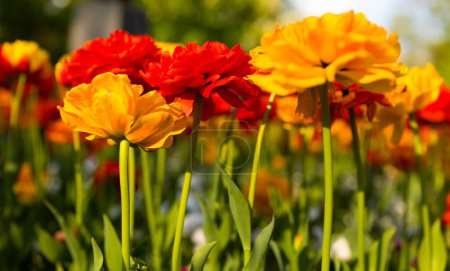 Photo for Tulips outside in the city park. - Royalty Free Image