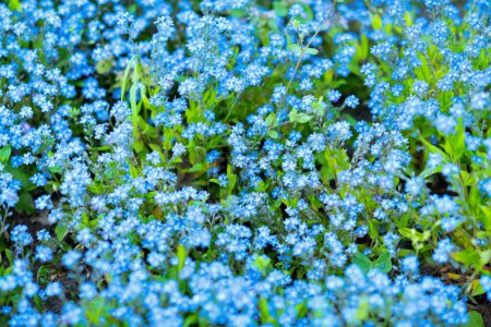 Photo for Myosotis outside in the city park. - Royalty Free Image