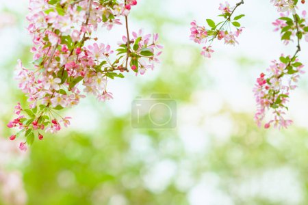 Photo for Closeup on sakura outdoors in the city park. - Royalty Free Image