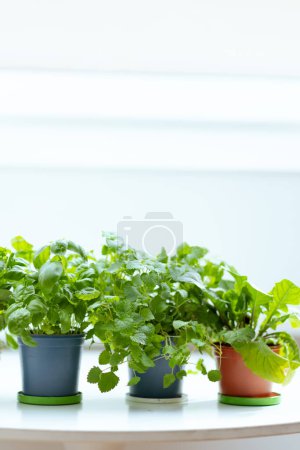 Photo for Home garden. potted plants on the white table. - Royalty Free Image