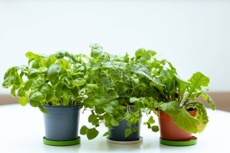 Téléchargez les photos : Jardin intérieur. plantes en pot sur la table blanche. - en image libre de droit