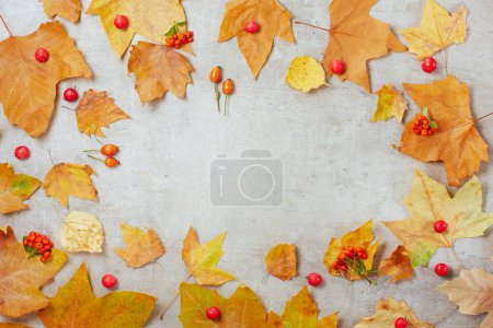 Téléchargez les photos : Automne plat posé sur un fond de béton avec des feuilles d'automne, feuille d'automne et pyracantha. - en image libre de droit