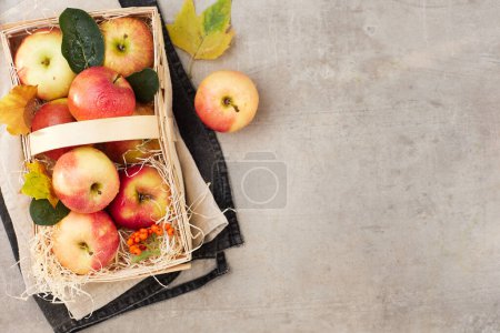 Téléchargez les photos : Plat d'automne posé sur un fond gris avec des pommes, panier, feuilles d'automne et feuilles d'automne. - en image libre de droit