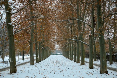 Téléchargez les photos : Paysage en hiver à Prague, République tchèque avec des arbres jaunes d'automne et des feuilles dans le parc de la ville. - en image libre de droit