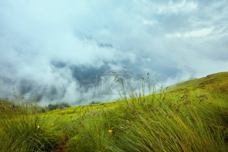 Téléchargez les photos : Heure d'été dans les Dolomites. paysage avec prairie et brouillard. - en image libre de droit