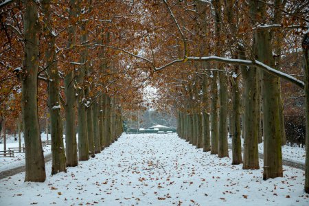 Photo for Landscape in winter in Prague, Czech Republic with yellow autumn trees and leaves in the city park. - Royalty Free Image