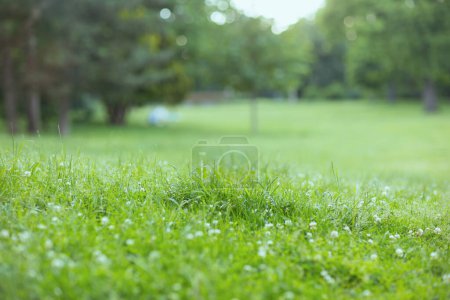 Photo for Summer time. green meadow in the city park. - Royalty Free Image