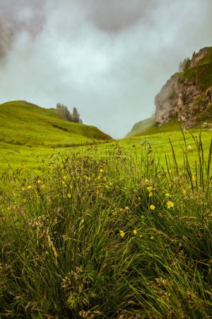 Téléchargez les photos : Heure d'été dans les Dolomites. paysage avec herbe et brouillard. - en image libre de droit