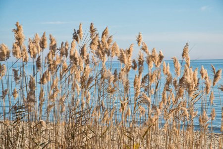 Foto de Common reed Phragmites australis on blue sky and sea in summer day - Imagen libre de derechos