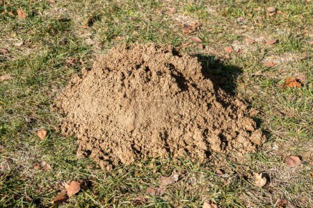 Foto de A pile of earth dug up by mole in green meadow - Imagen libre de derechos