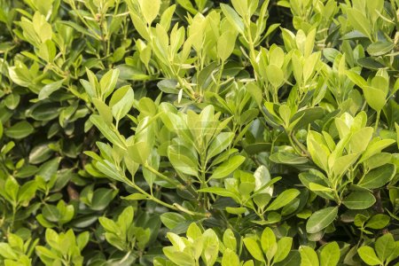 Grüne Blätter Euonymus japonicus Microphyllus Nahaufnahme als blumiger grüner Hintergrund