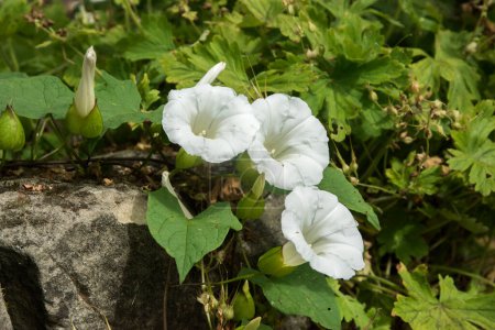 Téléchargez les photos : Gloire du matin Calystegia silvatica fleur gros plan sur mur de pierre - en image libre de droit