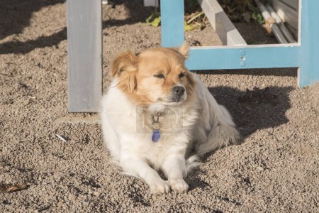 Foto de Adorable perro mestizo hembra primer plano en la playa de arena - Imagen libre de derechos