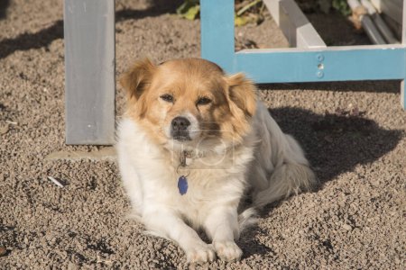Foto de Adorable perro mestizo hembra primer plano en la playa de arena - Imagen libre de derechos