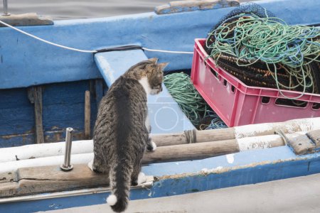 Foto de Mujer gato callejero en el mar barcos de pesca muelle - Imagen libre de derechos