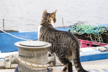 Foto de Mujer gato callejero en el mar barcos de pesca muelle - Imagen libre de derechos