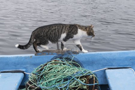 Foto de Hembra gato callejero en barco de pesca de mar - Imagen libre de derechos