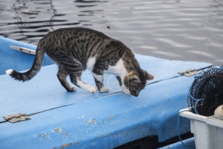 Foto de Hembra gato callejero en barco de pesca de mar - Imagen libre de derechos