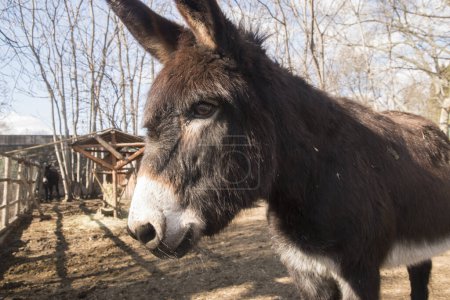 Female donkey in farm yard closeup