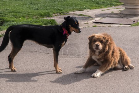 Street stray dog and young female Doberman dog as friends in the park