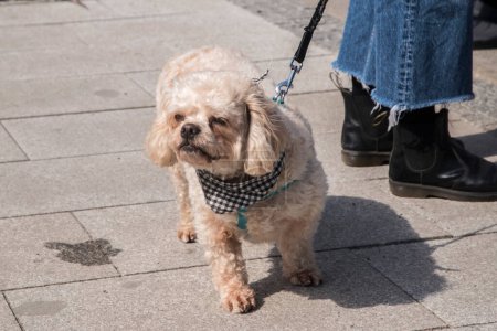 Foto de Adorable perro de raza mixta primer plano en la calle - Imagen libre de derechos