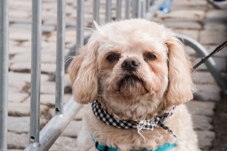 Téléchargez les photos : Adorable chien de race mixte gros plan sur la rue - en image libre de droit