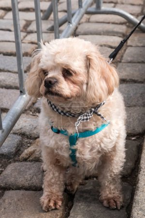 Téléchargez les photos : Adorable chien de race mixte gros plan sur la rue - en image libre de droit
