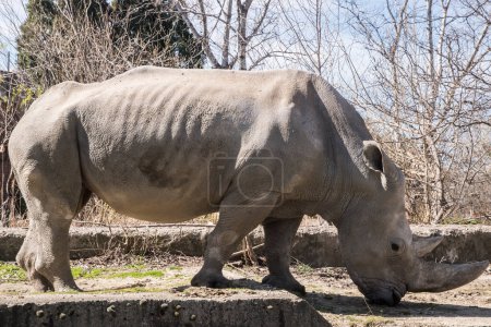 Female rhinoceros in zoo closeup in sunny day