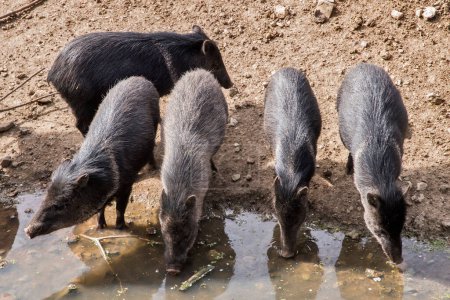 Group of collared peccary at watering hole on sunny day