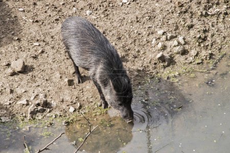 Collared peccary at watering hole closeup on sunny day