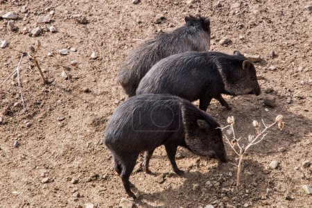 Group of collared peccary closeup on sunny day