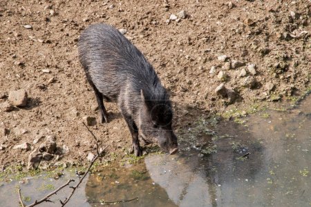 Collared peccary at watering hole closeup on sunny day
