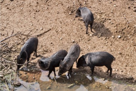 Group of collared peccary at watering hole on sunny day