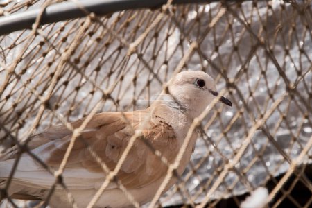 Dove in net cage closeup outdoor on sunny day